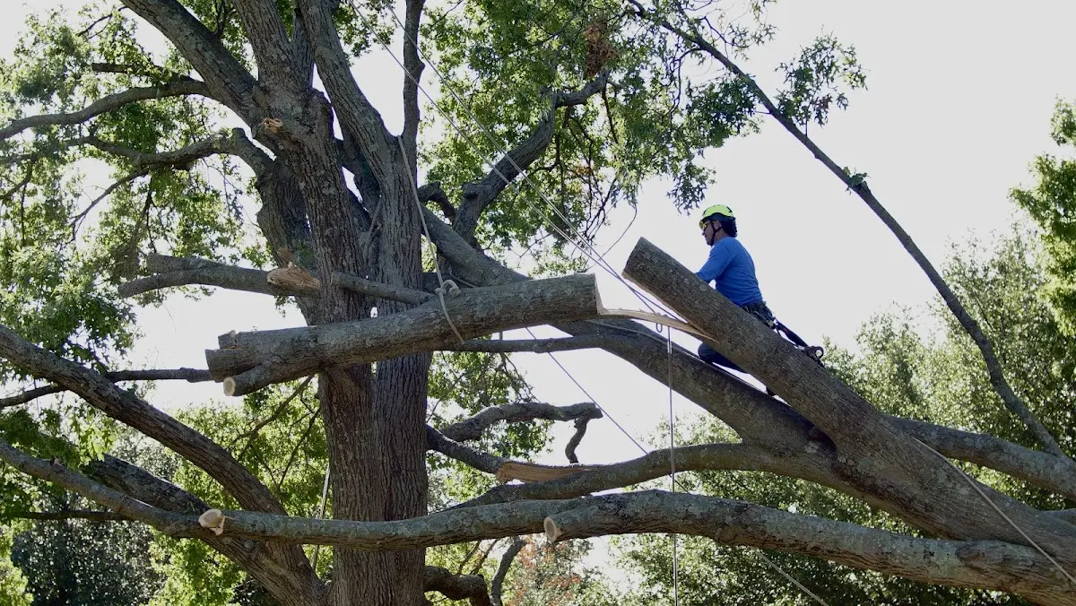 Professional Crown Thinning performed by certified arborists in Buffalo Lake