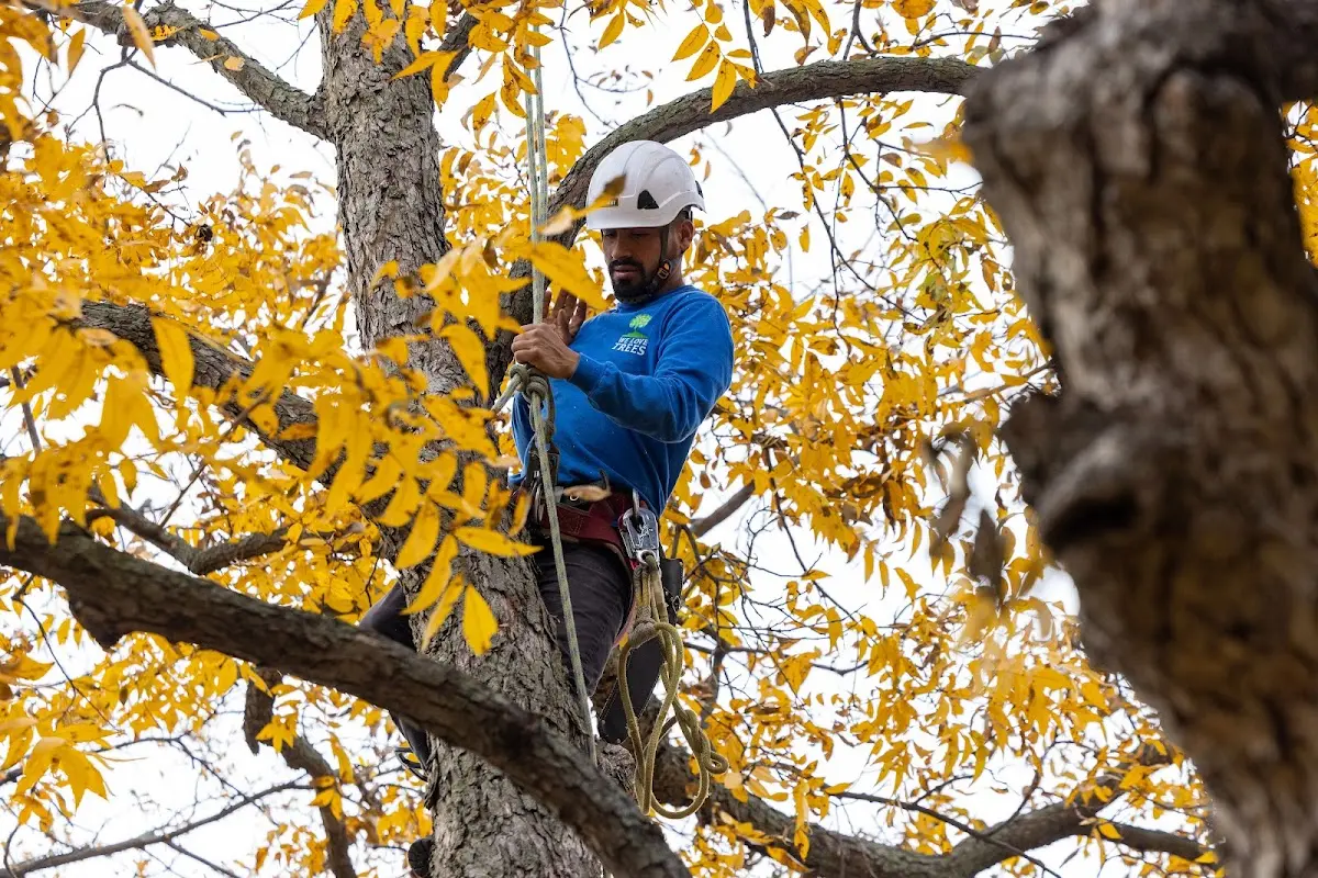 Skilled Tree Pruning crew working in Buffalo Lake